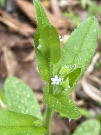 Myosotis macrosperma image