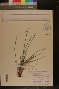 Sisyrinchium mucronatum image