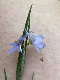 Sisyrinchium mucronatum image