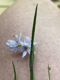 Sisyrinchium mucronatum image