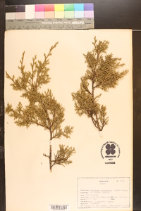 Juniperus monosperma image