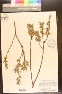 Salix pedicellaris image