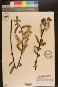 Salix pseudomonticola image