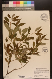 Salix amygdaloides image