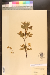 Staphylea trifoliata image