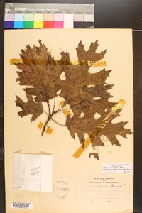 Quercus coccinea image