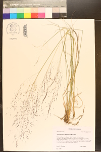 Muhlenbergia capillaris image