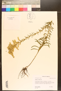 Solidago tortifolia image