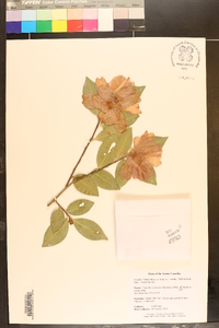 Camellia sasanqua image