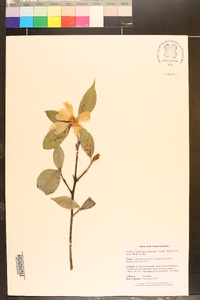 Camellia grijsii image