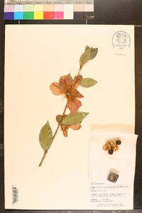 Camellia sasanqua image