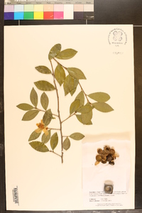 Camellia sasanqua image