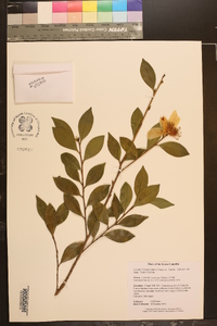 Camellia sasanqua image