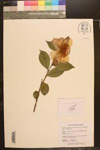 Camellia sasanqua image