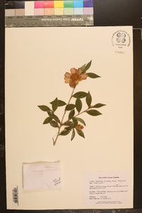 Camellia sasanqua image