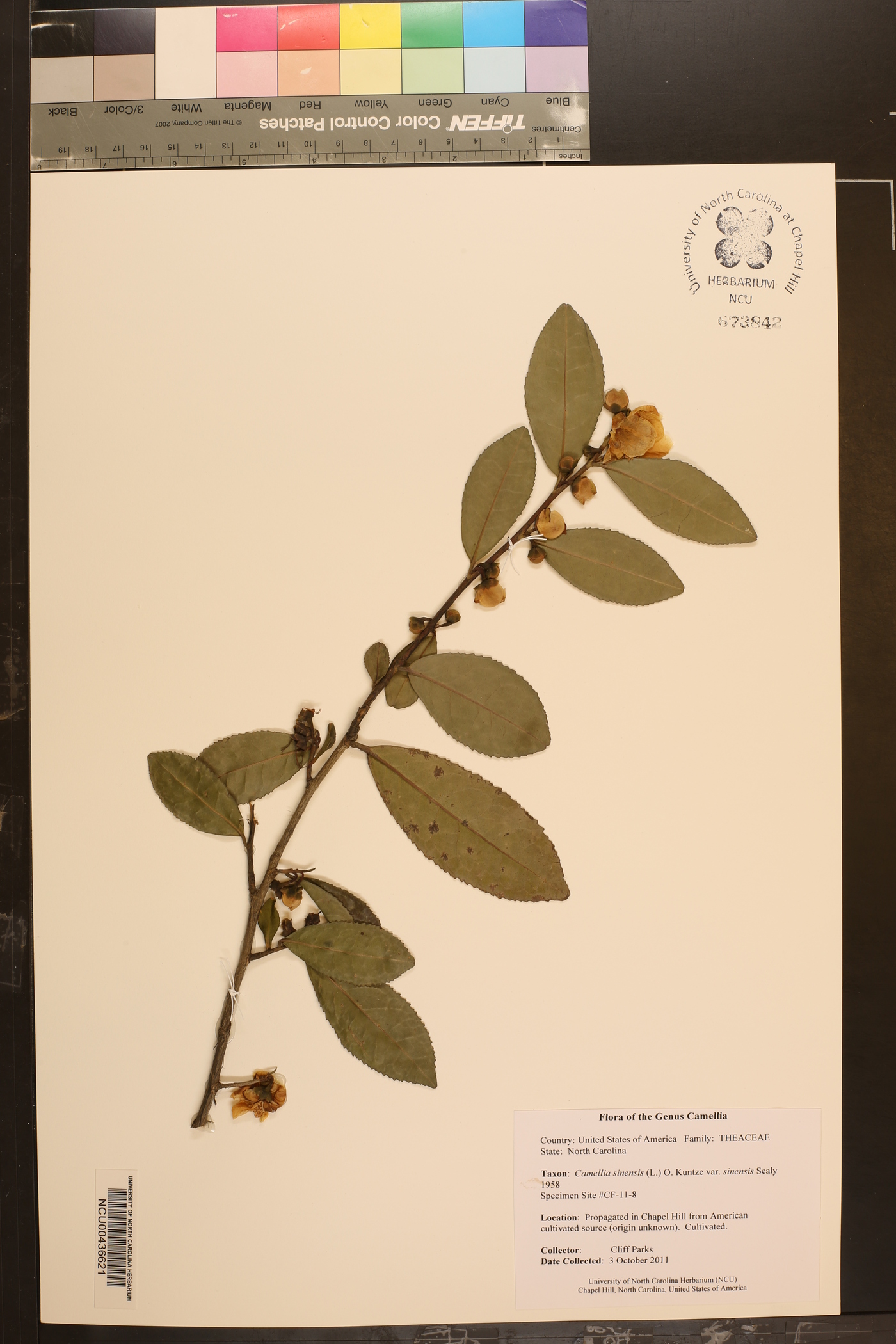 Camellia sinensis var. sinensis image