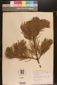 Pinus cembroides image