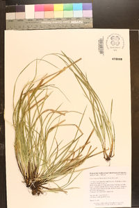 Carex superata image