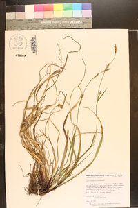 Carex purpurifera image