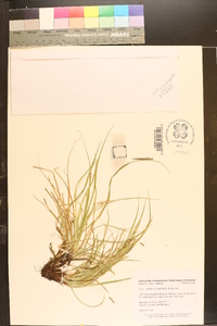 Carex willdenowii image