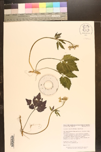 Cardamine diphylla image