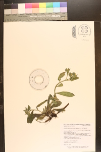 Lithospermum tuberosum image