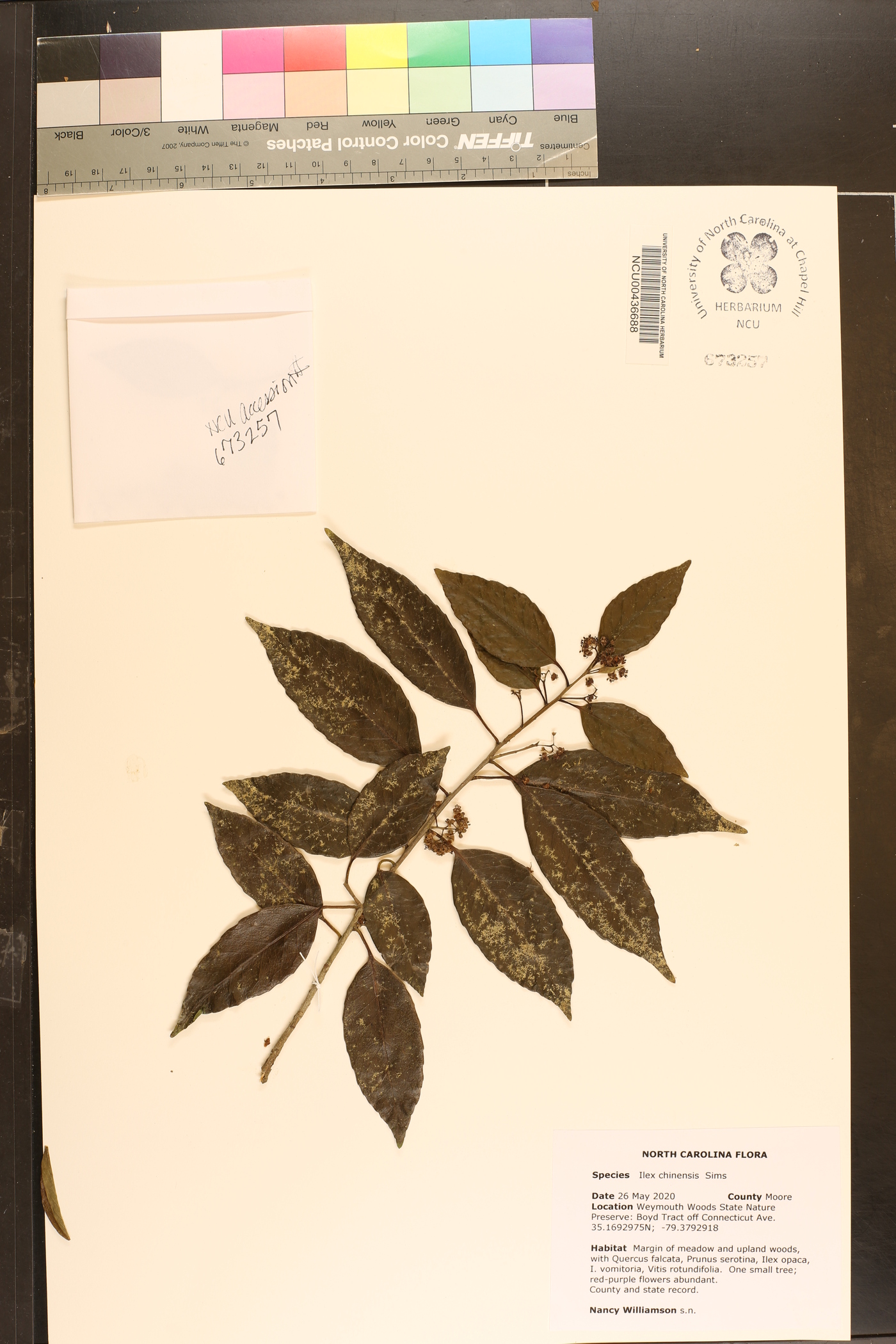 Ilex chinensis image