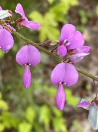 Desmodium canescens image