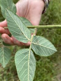 Desmodium canescens image