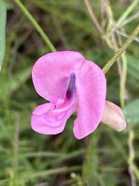 Strophostyles umbellata image