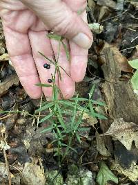 Galium uniflorum image