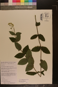 Eupatorium cordigerum image