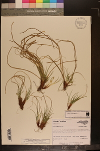 Carex reznicekii image