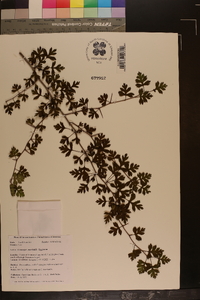 Crataegus marshallii image