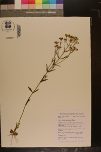 Sabatia quadrangula image