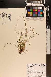 Carex reznicekii image