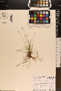 Carex albicans var. albicans image