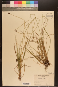 Carex meadii image