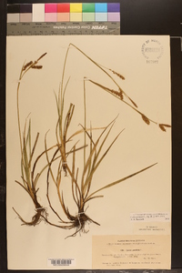 Carex panicea image