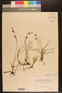 Carex panicea image