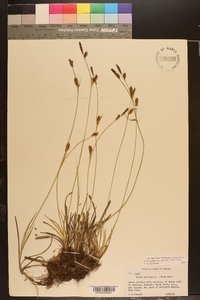 Carex panicea image