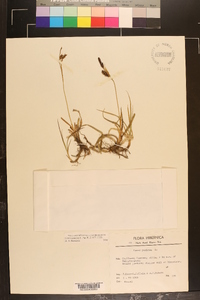 Carex panicea image