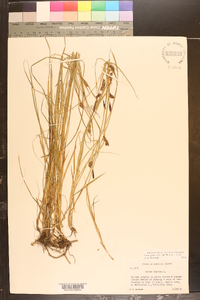 Carex panicea image