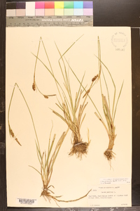 Carex panicea image