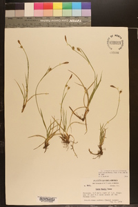 Carex meadii image