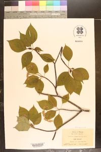 Cornus alternifolia image