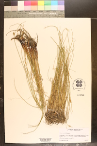 Carex saxatilis image