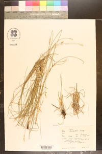 Carex occidentalis image