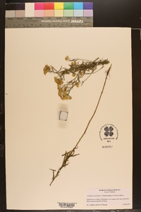 Euthamia caroliniana image