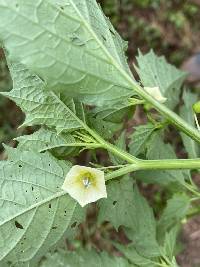 Physalis angulata image